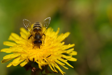 A honey bee sits in spring on a yellow wildflower, the dandelion, in a meadow with space for text