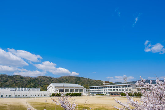 写真素材：学校と満開の桜　青空　