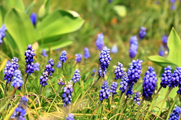 Obraz premium Muscari flowers on a background of gentle green grass in sunny weather