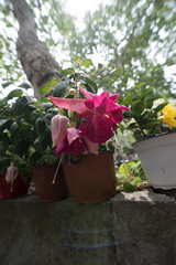 blumenstock