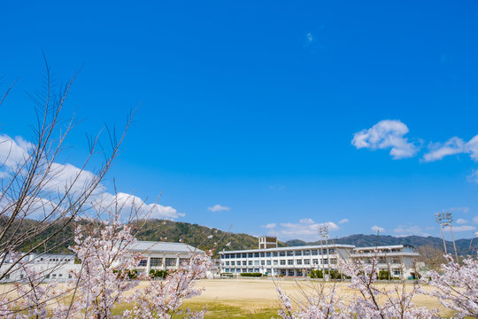 写真素材：学校と満開の桜　青空　