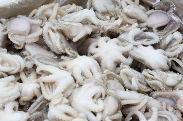 little octopuses on white