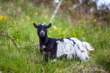 Obraz premium Ziege auf der grünen Wiese, Haustier