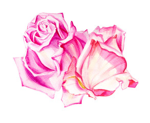 Watercolor pink roses bouquet decoration. Hand drawn floral illustration. Wedding, birthday and Valentine drawing. For greeting cards, invitations,  design, patterns, prints. Flower scape, in bloom.