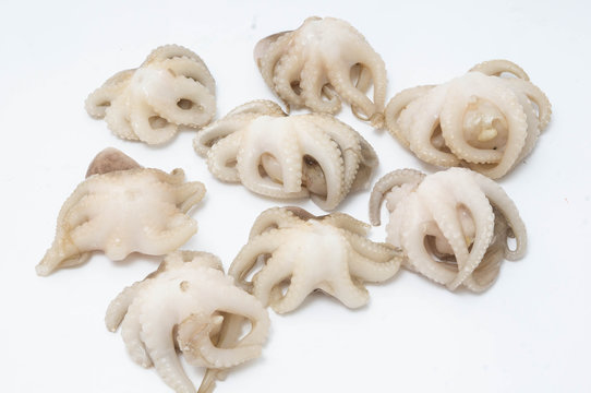 little octopuses on white