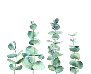 Eucalyptus branches. Tree leaves. Detail for card, postcard, wedding invitation, greeting, pattern. Watercolour illustration isolated on white background.
