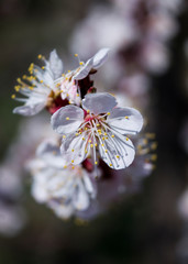 Spring flowering cherry. White flower on a branch. Macro