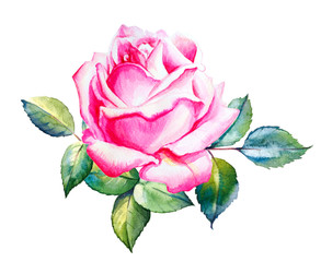 Watercolor pink rose hand drawn bouquet decoration. Floral illustration. Wedding, birthday and Valentine drawing. For greeting cards, invitations,  design, patterns, prints. Flower scape, in bloom. - 339830604