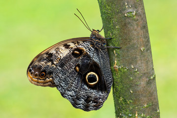 Giant owl butterfly  - Caligo memnon, beautiful large butterfly from Central America forests, Mexico.