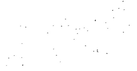 Flock of birds isolated on white background