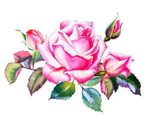 Fototapeta na wymiar Watercolor pink rose with buds hand drawn decoration. Floral illustration. Wedding, birthday and Valentine drawing. For greeting cards, invitations, design, patterns, prints. Flower scape, in bloom.