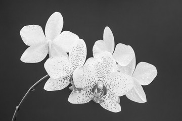 Fototapeta na wymiar Orchid flowers with shallow focus in black and white colors.