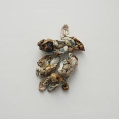 experience with magic mushrooms. Strains of psilocybin mushrooms