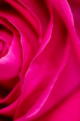 Fototapeta na wymiar Beautiful pink rose flower as an abstract background