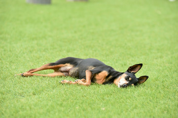 芝生で寝るミニチュアピンシャー