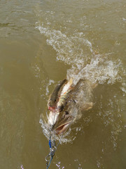 close-up of a caught pike fish, which was put on a hook and carried along the river in the water