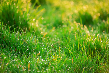 Green grass with droplets of water in the morning, Nature background. Sun flare, selective focus.