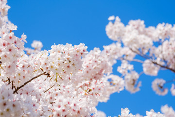 【写真素材】: 満開の桜　ソメイヨシノ