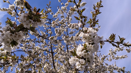 Spring blooming gardens, white cherry flowers against a blue sky.