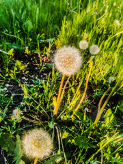 dandelion seeds in the grass