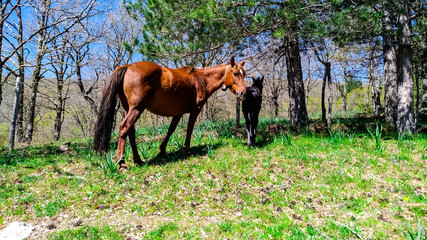 Cavalli liberi di pascolare, immersi nella natura .