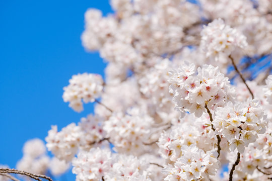 【写真素材】: 満開の桜 ソメイヨシノ © Rummy & Rummy