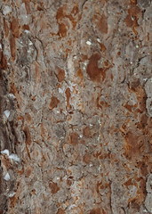 Pine tree bark textured background