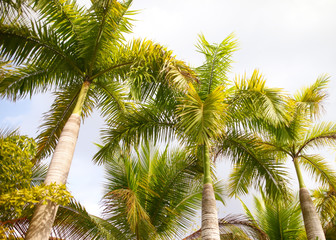 Fototapeta premium Beautiful palm trees in the park.