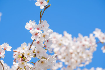 【写真素材】: 満開の桜　ソメイヨシノ