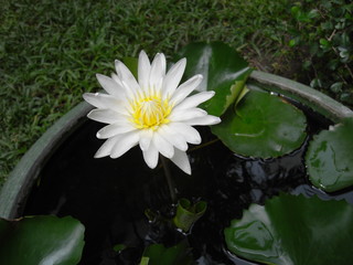 flower, nature, lotus, white, plant, water, green, lily, flora, daisy, summer, garden, spring, yellow, pond, blossom, bloom, flowers, beauty, beautiful, natural, macro, leaf, aquatic, daisies