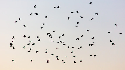 A flock of birds at dawn