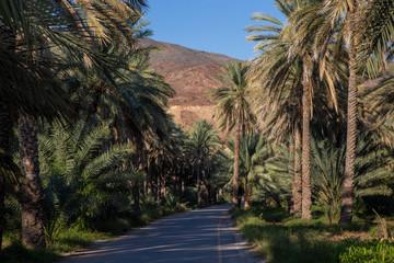 Date palm plantations in Birkat al Mouz, Oman