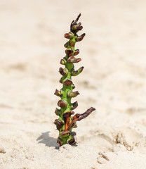 Banana branch on the shore of the sea beach.