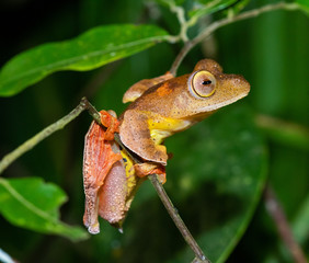 Obraz premium Harlequin Tree Frog (Rhacophorus pardalis)
