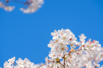 【写真素材】: 満開の桜　ソメイヨシノ