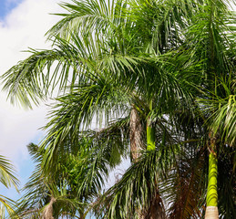 Palm trees grow in the park.