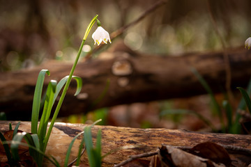 Spring Snowflake / Daffodil