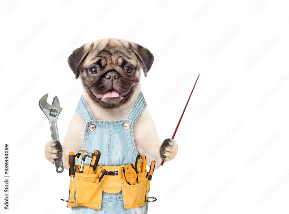 Poster Pug puppy wearing blue overalls with tool belt holds wrench and points away on empty space. Isolated on white background