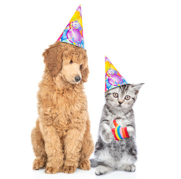 Cat and dog wearing birthday`s hats sit together. Kitten shows thumbs up gesture. Isolated on white background