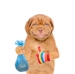 Obraz premium Puppy holds plastic bag with garbage and shows thumbs up gesture. Eco concept. Isolated on white background