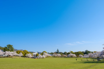 Obraz premium 桜の咲く奈良公園の風景 2020年4月