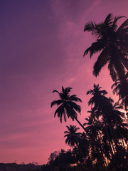 Palmen in der Abenddämmerung