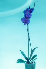 blue iris flower