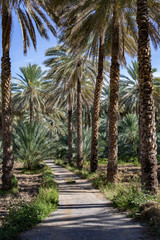 Fototapeta na wymiar Date palm plantations in Birkat al Mouz, Oman
