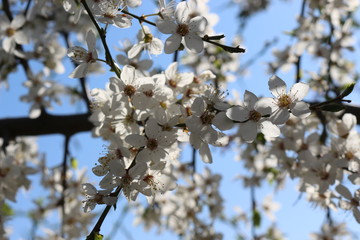 
Snow-white flowers bloomed on cherry plum in early spring
