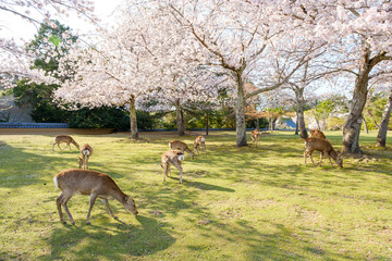 奈良公園の鹿と満開の桜