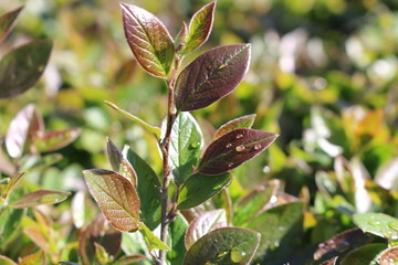 Drops of rain remained on fresh young leaves