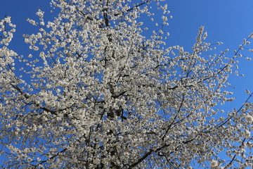 
Snow-white flowers bloomed on cherry plum in early spring