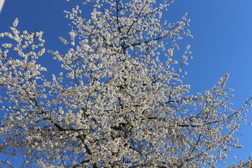 
Snow-white flowers bloomed on cherry plum in early spring
