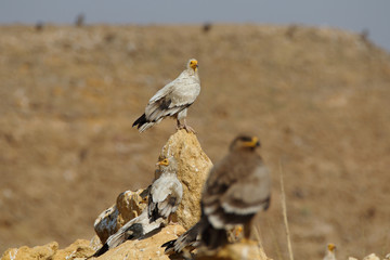 Egyptian Vultures near a chicken farm in Pakistan